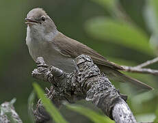 Garden Warbler