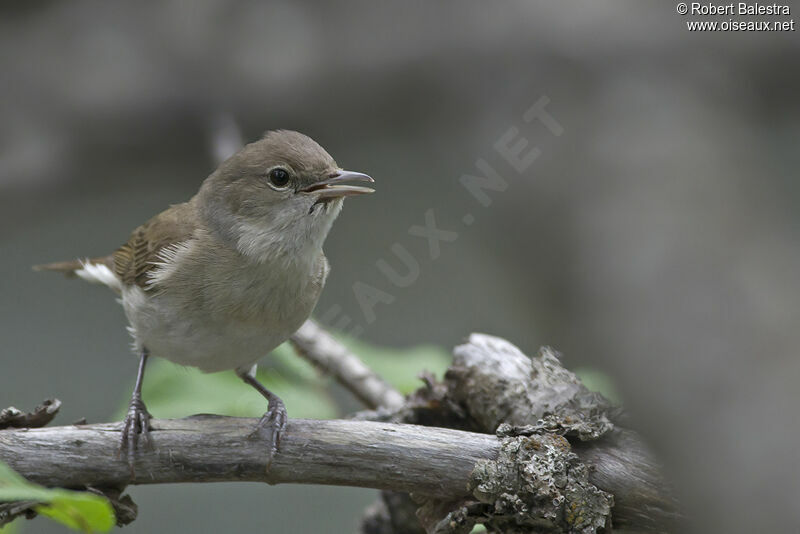 Garden Warbler