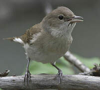 Garden Warbler