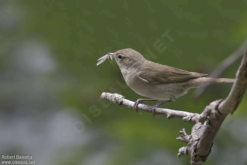 Garden Warbleradult, feeding habits