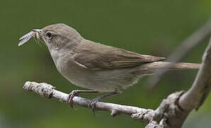 Garden Warbler