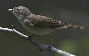 Garden Warbler