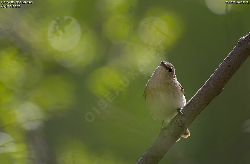 Garden Warbler