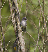 Barred Warbler