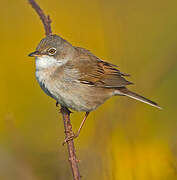 Common Whitethroat