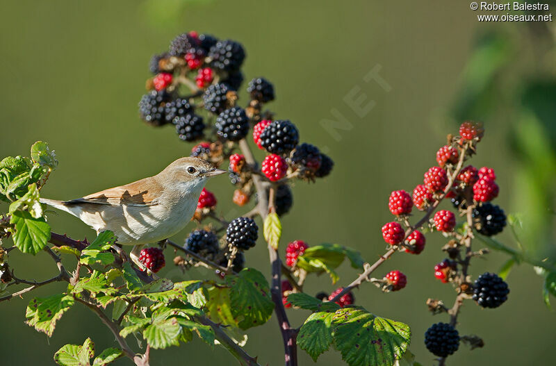 Common Whitethroat