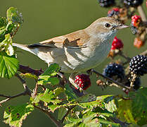 Common Whitethroat