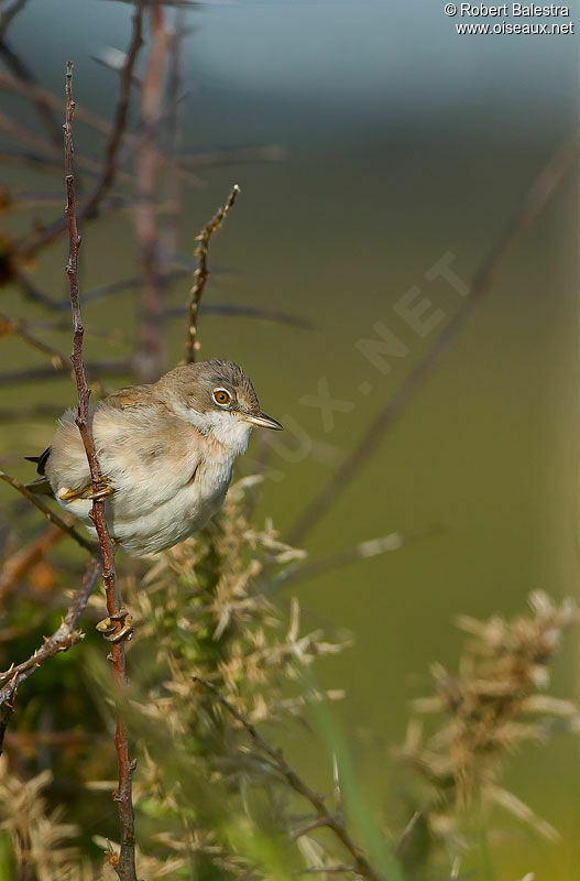 Common Whitethroat