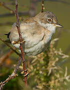 Common Whitethroat