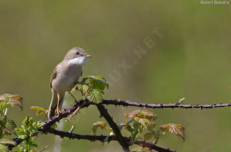 Fauvette grisette