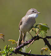 Common Whitethroat