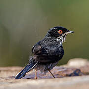 Sardinian Warbler