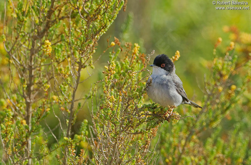 Sardinian Warbler