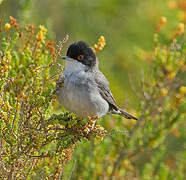 Sardinian Warbler