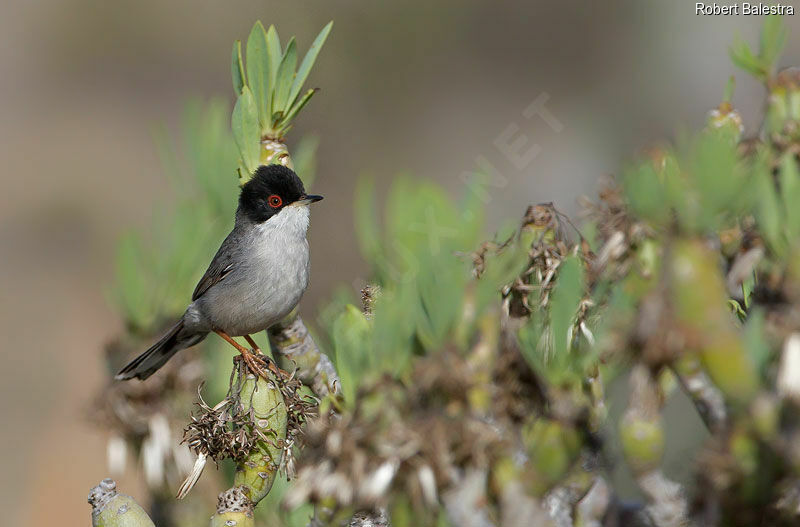 Sardinian Warbler male