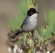 Sardinian Warbler