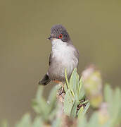 Sardinian Warbler