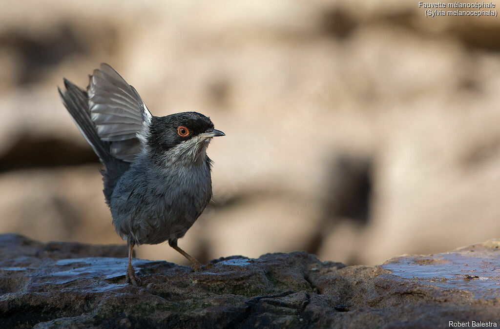 Sardinian Warbler