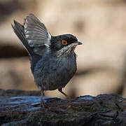 Sardinian Warbler