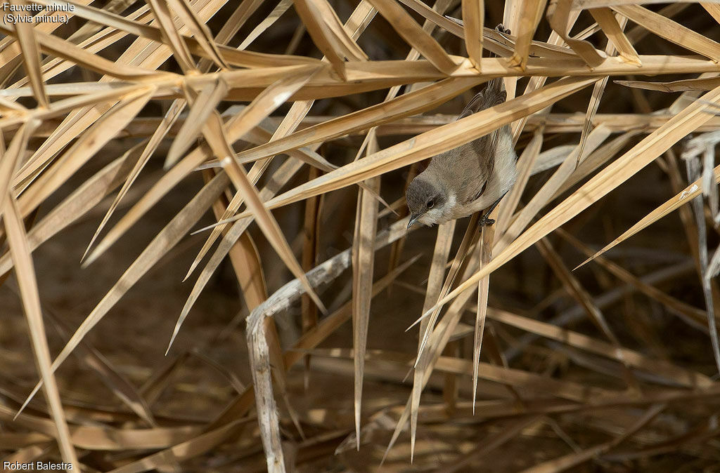 Desert Whitethroat