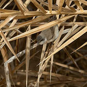 Desert Whitethroat