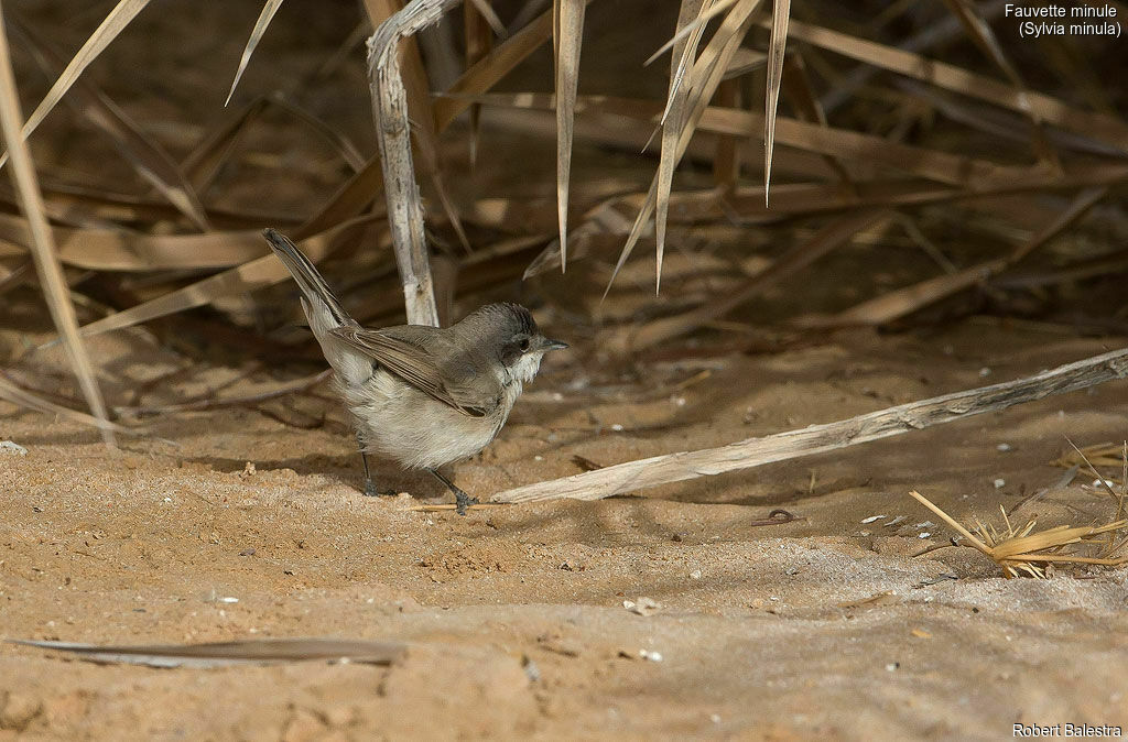 Desert Whitethroat