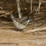 Desert Whitethroat