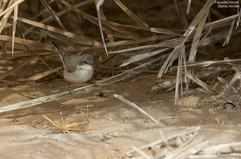 Desert Whitethroat