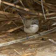 Desert Whitethroat