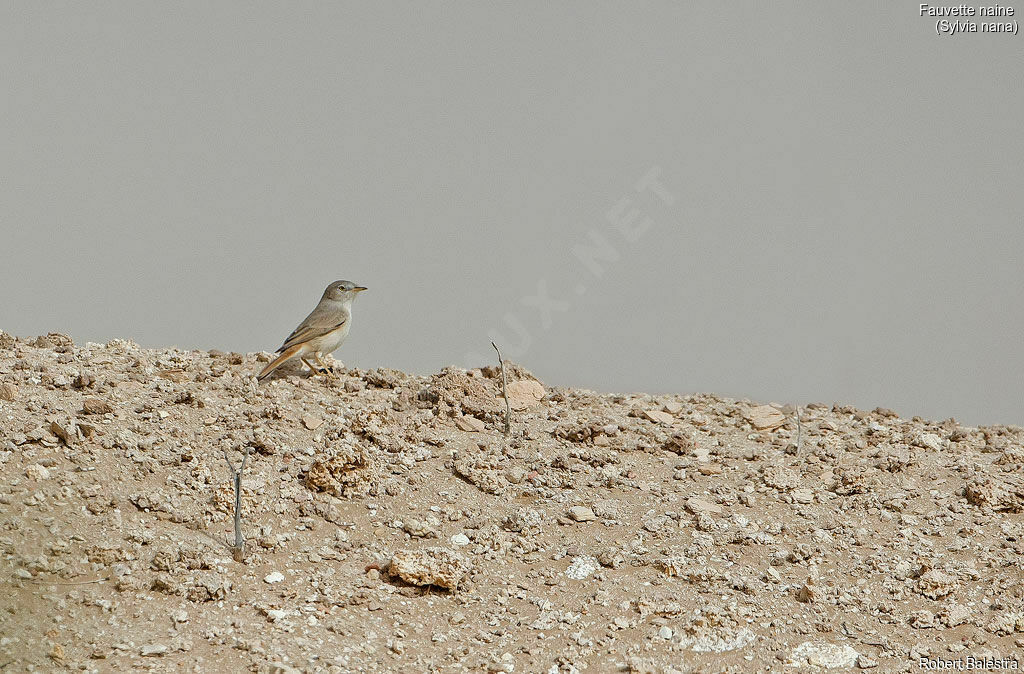 Asian Desert Warbler