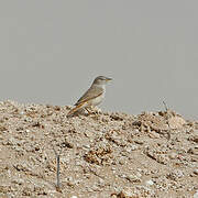 Asian Desert Warbler