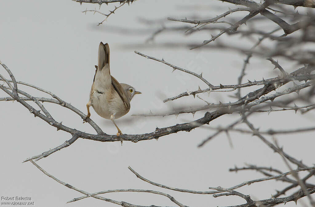 Asian Desert Warbler, close-up portrait, Behaviour