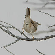 Asian Desert Warbler