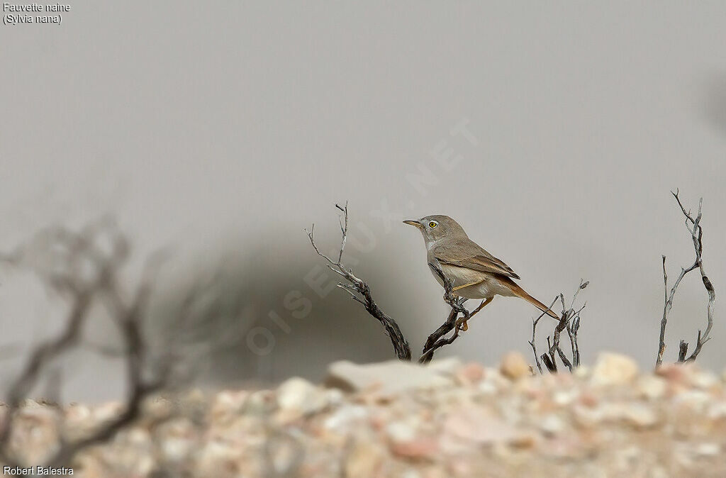 Asian Desert Warbler