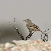 Asian Desert Warbler