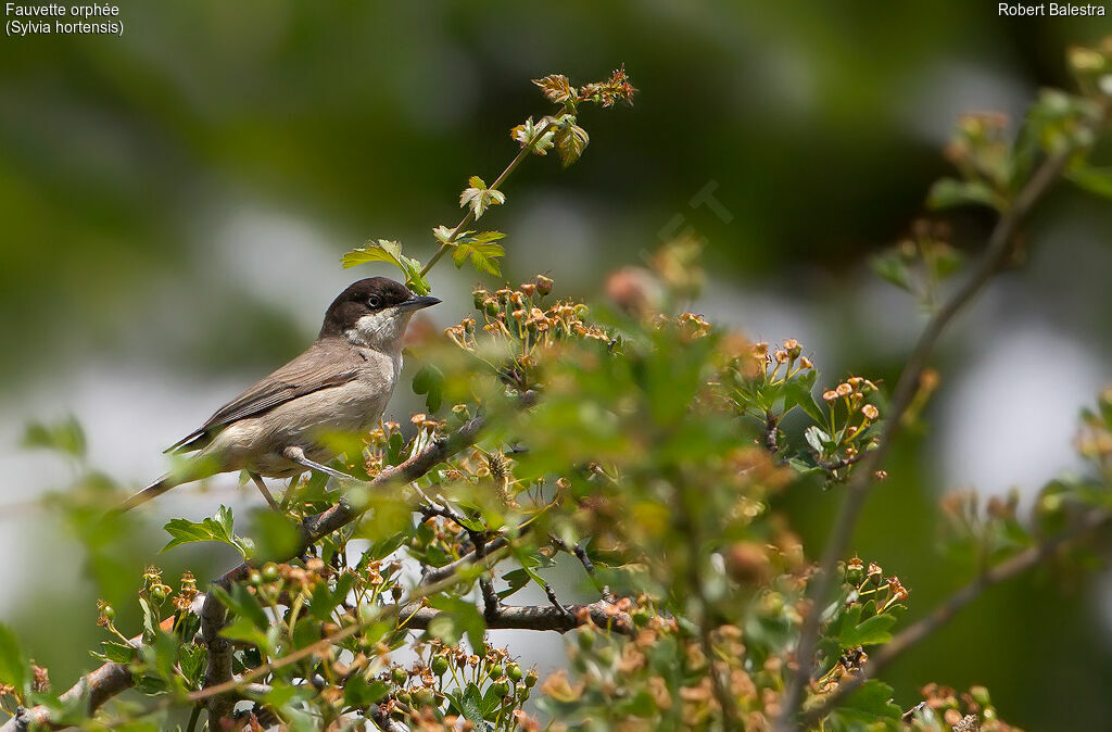 Western Orphean Warbler male