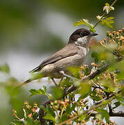 Western Orphean Warbler