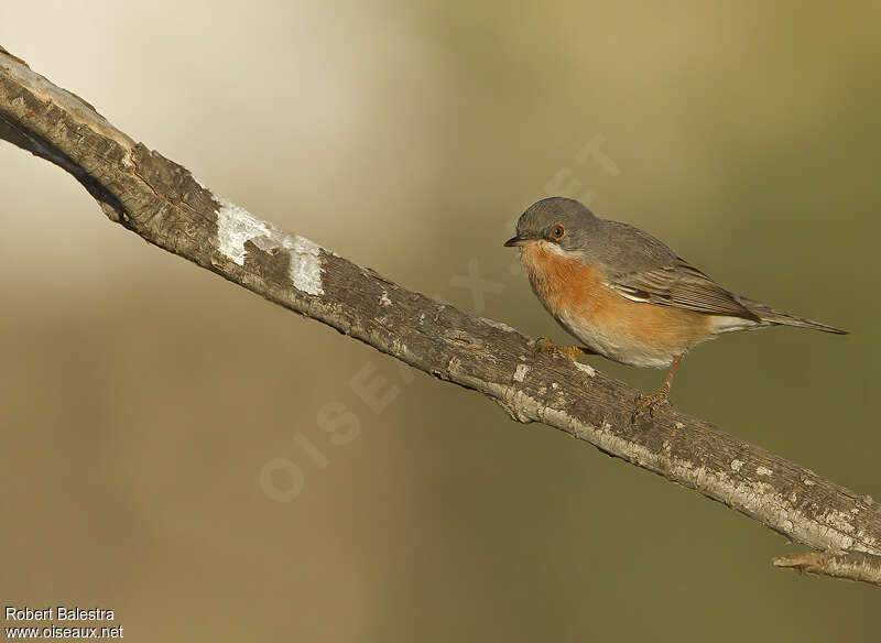 Western Subalpine Warbler