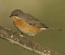 Western Subalpine Warbler