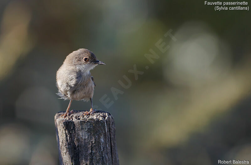 Western Subalpine Warbler