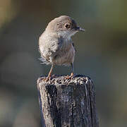 Western Subalpine Warbler