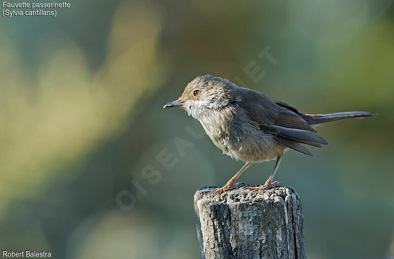 Western Subalpine Warbler