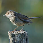 Fauvette passerinette