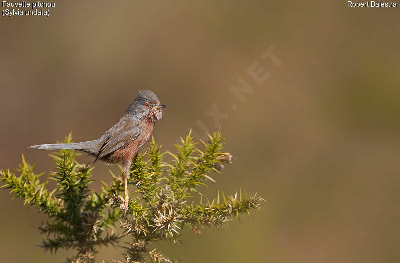 Dartford Warbler male