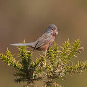 Dartford Warbler