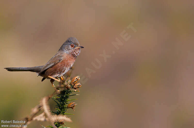 Dartford Warbler female adult breeding, identification