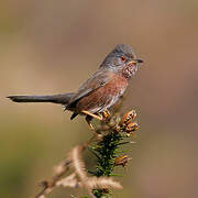 Dartford Warbler