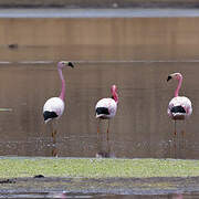 Andean Flamingo