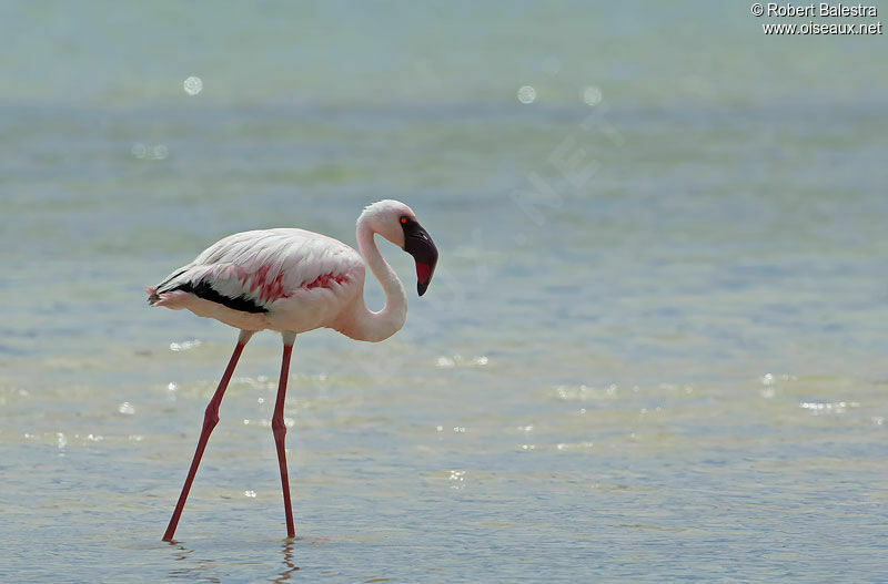 Lesser Flamingoadult, identification