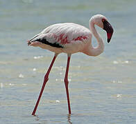 Lesser Flamingo